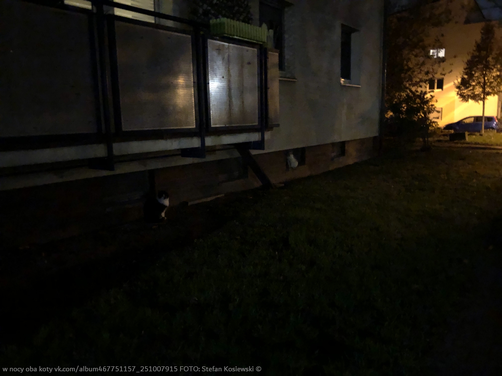 w nocy oba koty FOTO © Stefan Kosiewski